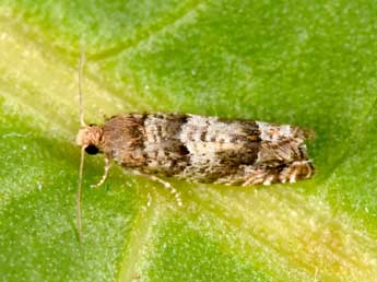 Epinotia pusillana H. Peyer. adulte - ©Philippe Mothiron