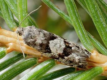 Epinotia pygmaeana Hb. adulte - ©Friedmar Graf