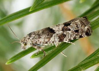 Epinotia pygmaeana Hb. adulte - ©Friedmar Graf