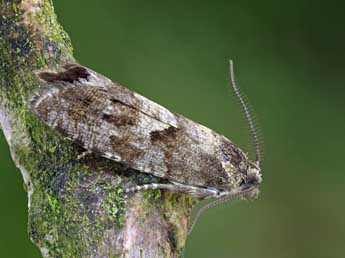 Epinotia pygmaeana Hb. adulte - ©Patrick Clement