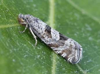 Eriopsela quadrana Hb. adulte - ©Lionel Taurand