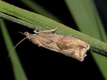 Endothenia quadrimaculana Hw. adulte - Jean-Pierre Lamoline