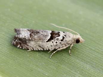 Epinotia ramella L. adulte - ©Lionel Taurand