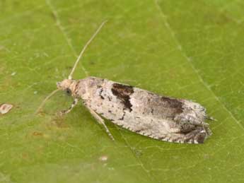 Epinotia ramella L. adulte - ©Philippe Mothiron