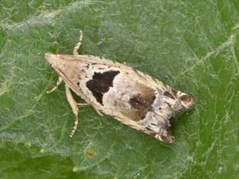 Epinotia ramella L. adulte - Philippe Mothiron