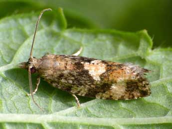 Zeiraphera ratzeburgiana Saxesen in Ratz. adulte - ©Patrick Clement