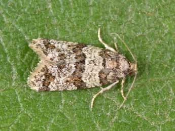 Isotrias rectifasciana Hw. adulte - Philippe Mothiron