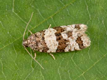 Isotrias rectifasciana Hw. adulte - Philippe Mothiron