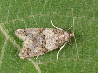 Isotrias rectifasciana Hw. adulte - Philippe Mothiron