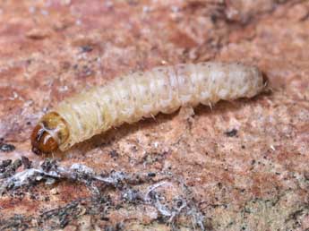  Chenille de Pammene regiana Z. - ©Patrick Clement