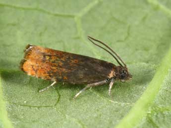 Pammene rhediella Cl. adulte - Philippe Mothiron