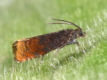 Pammene rhediella Cl. adulte - Philippe Mothiron