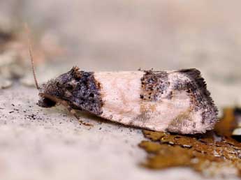 Propiromorpha rhodophana H.-S. adulte - ©Lionel Taurand