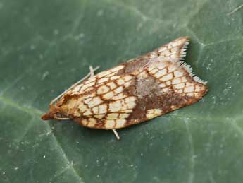 Acleris rhombana D. & S. adulte - Lionel Taurand