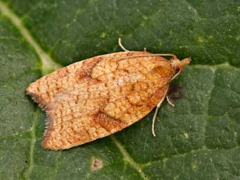 Acleris rhombana D. & S. adulte - Lionel Taurand