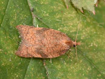 Acleris rhombana D. & S. adulte - Philippe Mothiron