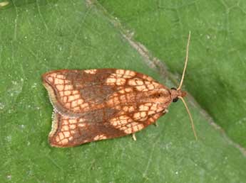 Acleris rhombana D. & S. adulte - ©Philippe Mothiron