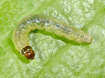  Chenille de Acleris rhombana D. & S. - ©Philippe Mothiron