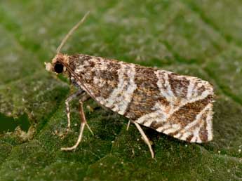 Celypha rivulana Scop. adulte - ©Philippe Mothiron