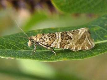 Celypha rivulana Scop. adulte - Jean-Pierre Lamoline