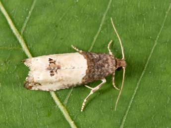 Notocelia roborana D. & S. adulte - Philippe Mothiron