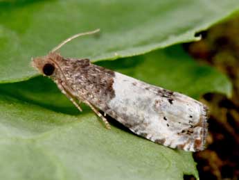 Notocelia roborana D. & S. adulte - Philippe Mothiron