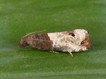 Notocelia roborana D. & S. adulte - Philippe Mothiron