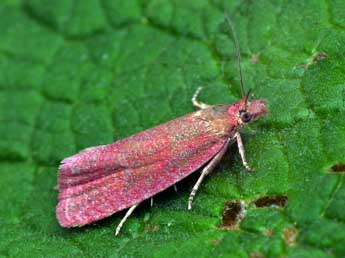 Celypha rosaceana Schlger adulte - ©Patrick Clement