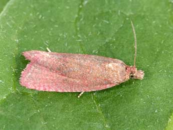 Celypha rosaceana Schlger adulte - Philippe Mothiron