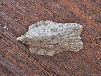 Acleris roscidana Hb. adulte - Tim Green