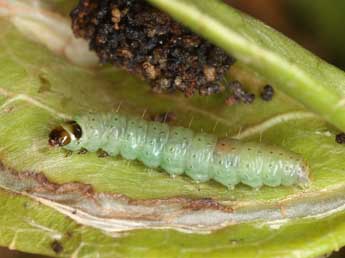  Chenille de Argyroploce roseomaculana H.-S. - Jrg Schmid