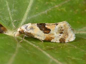 Aethes rubigana Tr. adulte - Philippe Mothiron