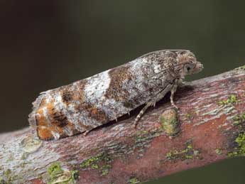 Epinotia rubiginosana H.-S. adulte - Patrick Clement