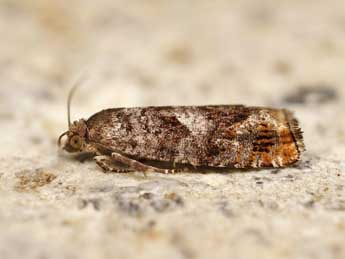 Epinotia rubiginosana H.-S. adulte - ©Lionel Taurand