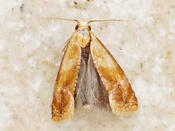 Gynnidomorpha rubricana H. Peyer. adulte - Friedmar Graf