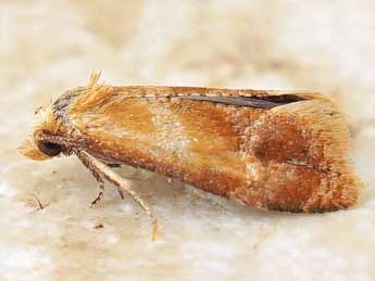 Gynnidomorpha rubricana H. Peyer. adulte - Friedmar Graf