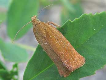 Celypha rufana Scop. adulte - ©Friedmar Graf