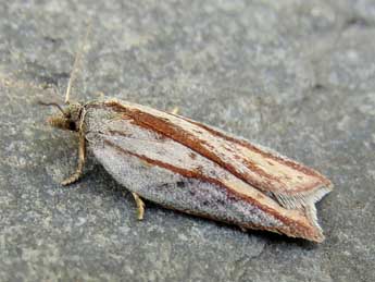 Acleris rufana D. & S. adulte - Ruben Meert