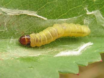  Chenille de Acleris rufana D. & S. - ©Ruben Meert