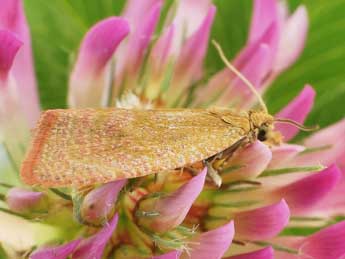 Celypha rufana Scop. adulte - ©Friedmar Graf