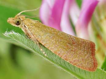 Celypha rufana Scop. adulte - Friedmar Graf