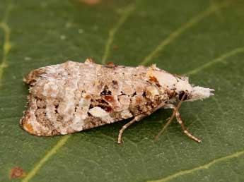 Phtheochroa rugosana Hb. adulte - ©Lionel Taurand