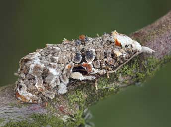 Phtheochroa rugosana Hb. adulte - Patrick Clement