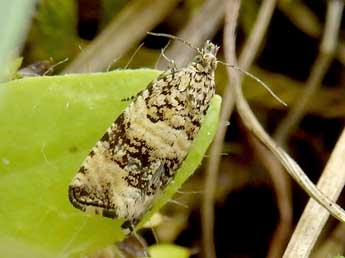 Celypha rurestrana Dup. adulte - ©Jean-Pierre Lamoline