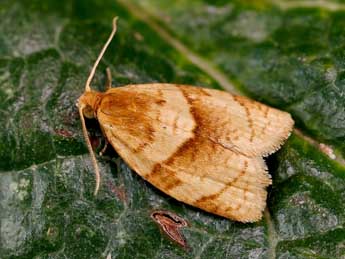 Clepsis rurinana L. adulte - ©Lionel Taurand