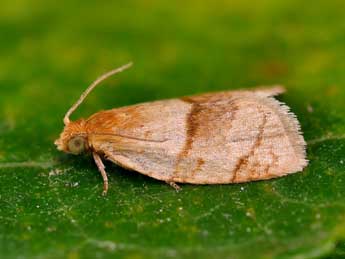 Clepsis rurinana L. adulte - ©Lionel Taurand