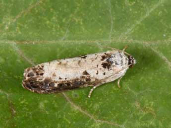 Hedya salicella L. adulte - Philippe Mothiron