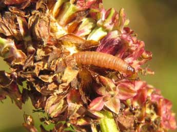  Chenille de Eupoecilia sanguisorbana H.-S. - ©Ruben Meert