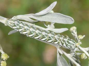  Chenille de Cucullia santonici Hb. - Philippe Mothiron