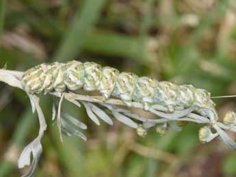  Chenille de Cucullia santonici Hb. - Philippe Mothiron